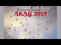 BANYAK PEMINATNYA Suara Panggil Walet AKAU rev.2019