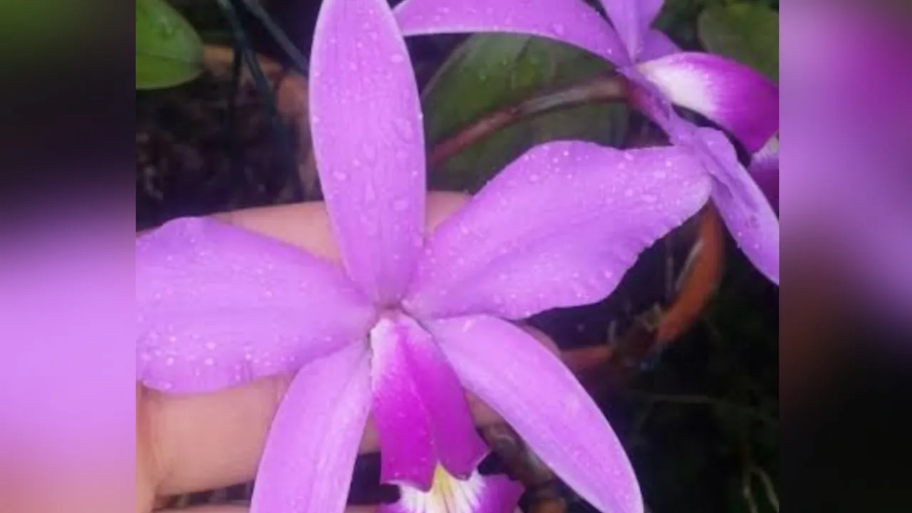 CATTLEYA VIOLÁCEA! ORQUIDEA NATIVA BRASILEIRA COMO CUIDAR?