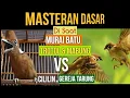MURAI BATU Basic  Vocal  Masteran untk TROTOLAN \u0026 MABUNG Di Jamin Masuk Dgn Jeda Yg pas
