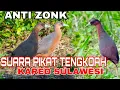 Download Lagu 🔴 SUARA PIKAT TENGKOAH // SUARA PIKAT KAREO TERBARU //KAREO SULAWESI.. SUARA PIKAT TERBAIK👍
