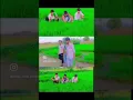 Download Lagu Meri hai tu #trending #song masoom Sharma song