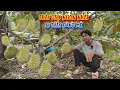 Download Lagu QUẢ NGỌT từ ân nhân, chàng trai trẻ trồng TRÁI CÂY đắt tiền ở trên núi - tập 1412