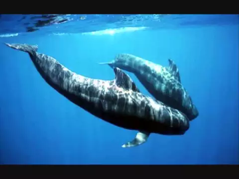 Download MP3 Beautiful whale song