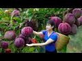 Download Lagu Amazing! Harvesting sweet giant tropical organic marina apple- How to traditional tropical fruit tea