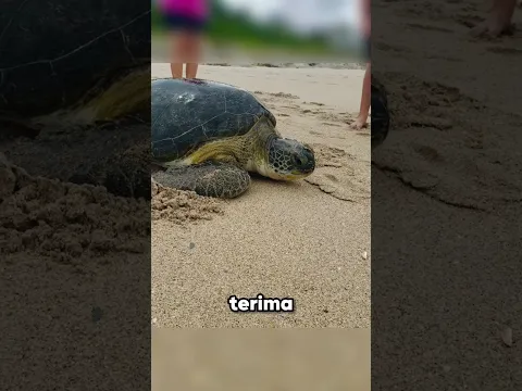 Mereka berhasil menyelamatkan penyu ini 🥺❤