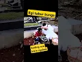 egi tabur bunga, endingnya bikin ngakak