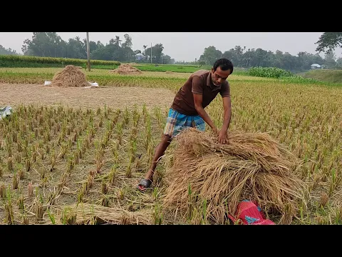 Download MP3 নতুন ধান বাড়িতে আনার আনন্দই আলাদা 🌱 simple village life