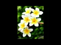 Lagu Fanel Stefanica - Florile-n castani s-au scuturat