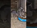 Lagu kitty cats vs big rat #viralvideos #funnyvideo