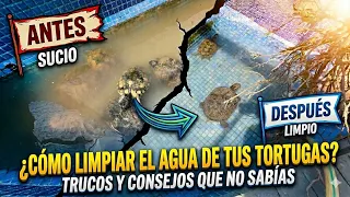 Trucos para mantener limpio el tortuguero de las tortugas de agua!!
