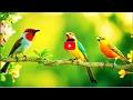 Download Lagu Birdsong in Forest \u0026 Relaxing Music – Beautiful Birds Singing for Inner Peace