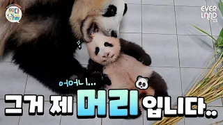 너무 귀여워서 그만..｜#판다와쏭 #270