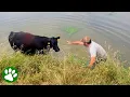Download Lagu Mama Cow Begs Stranger to Rescue Her Baby