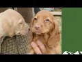 Cocker springer or labrador puppy Which is it to be