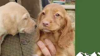 Cocker springer or labrador puppy Which is it to be