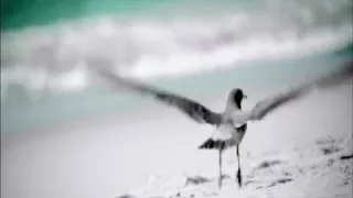 سالي اغار منها عليك دندنها