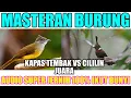 Download Lagu MASTERAN BURUNG KAPAS TEMBAK DAN CILILIN