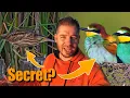 Download Lagu My take on GATEKEEPING in Birding |