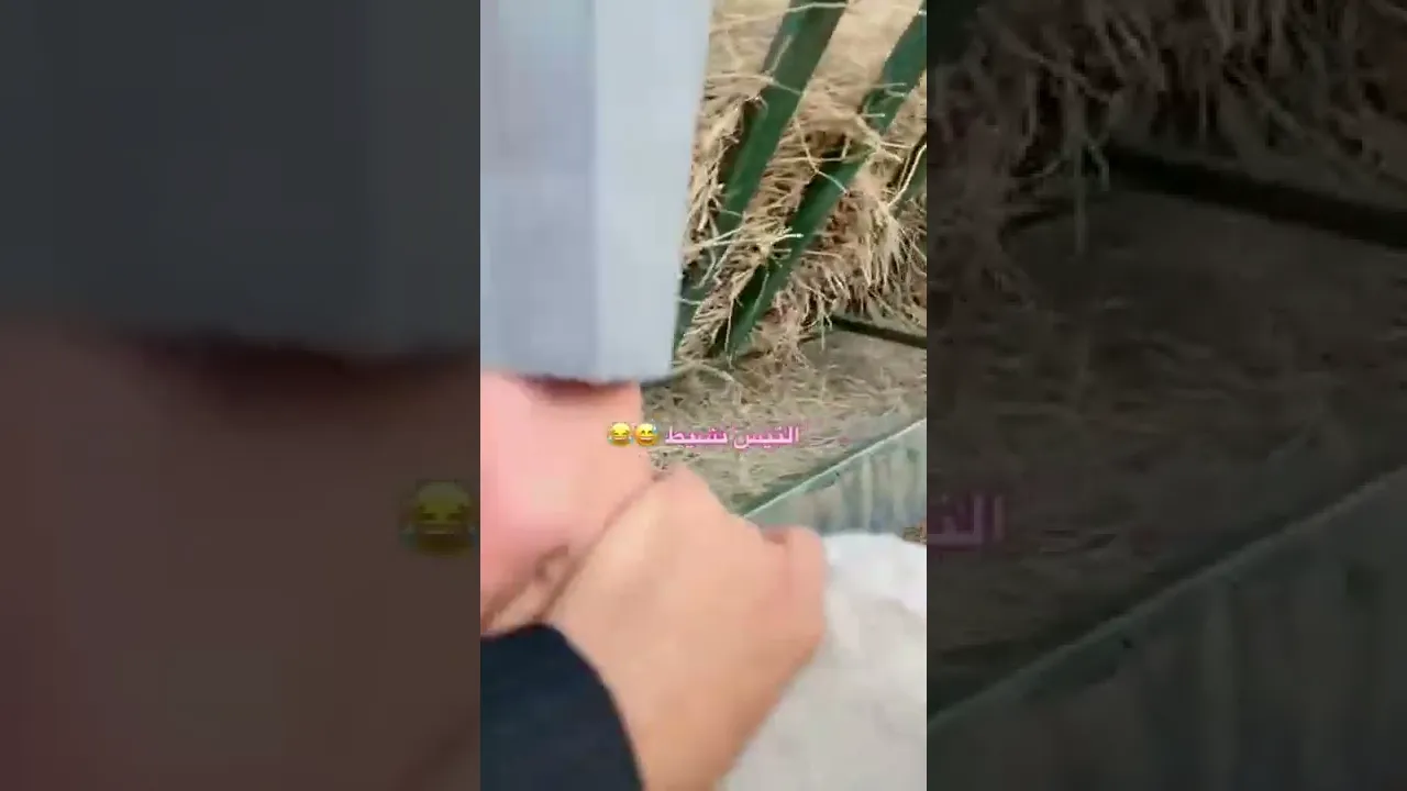 التيس نشيط 😂😂😂😂
