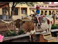 Cattle Drive at the Ft Worth Stockyards