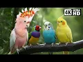 THE MOST AMAZING BIRDS IN AUSTRALIA | BREATHTAKING NATURE | RELAXING BIRD SOUNDS | STRESS RELIEF 🌿