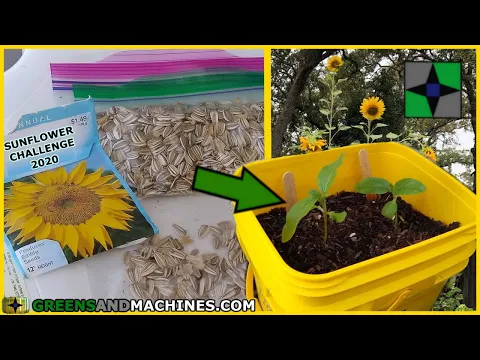 Download MP3 Growing Sunflowers in 5 Gallon Buckets #sunflowerchallenge2020