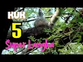 Download Lagu Perkutut Lokal KUK 5 - Salah Satu Perkutut Yg Sudah Punah ‼️