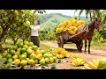Harvesting Many Guava Fruit And Banana Go To Market Sell | Bushcraft Farm