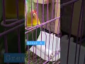 Download Lagu 🔴 Lovebird KONSLET great A #mangkicauoffecial #lovebirdjantankonslet