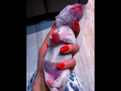 Newborn Cute Puppy | इतना प्यारा पप्पी आपने नहीं देखा होगा!