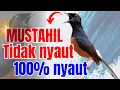 Download Lagu MUSTAHIL !! murai batu gacor PAGI SIANG MALAM AMPUH buat PANCINGAN murai batu agar cepat bunyi emosi