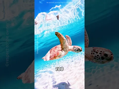 La tortuga de este hombre fue atacada#shorts