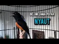 Download Lagu murai batu gacor AMPUH buat PANCINGAN murai batu agar bunyi JADIKAN burung murai gacor NYAUT