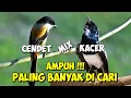 Download Lagu Masteran CENDET dan  KACER terbaru 2023 | Masteran cendet dan kacer juara (Blur 2)