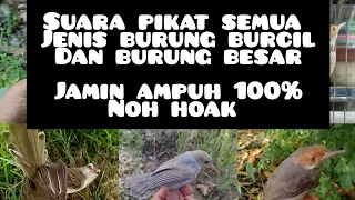 suara mp3 pikat segala jenis burung anti zonk 100 paling ampuh