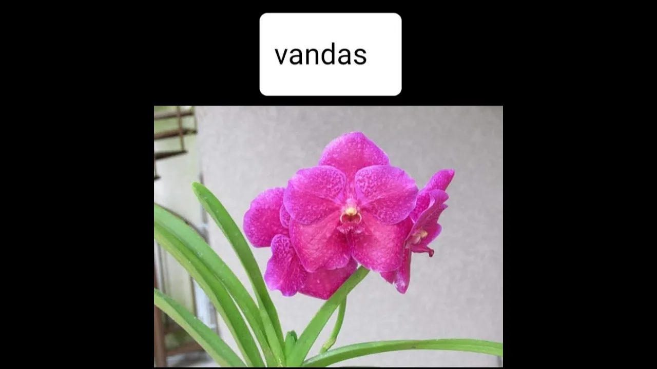 CULTIVO ORQUÍDEA VANDAS