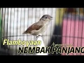 Download Lagu Flamboyan Nembaak Panjang