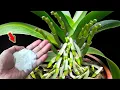 Download Lagu Just Sprinkle Once! Even The Weakest Orchid Will Grow 1001 Roots And Flower Branches!