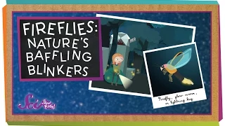 Download Fireflies: Nature's Baffling Blinkers | Animal Science for Kids MP3