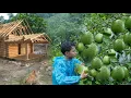 Download Lagu Oogst van grote guave,sinaasappel drakenfruit gaat naar markt,geld verdienen en een nieuw huis bouwe