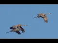 Sandhill Crane Flight in Florida