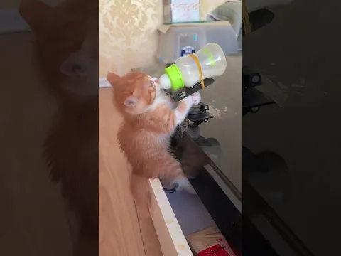 Smart kitty