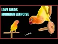 Download Lagu Love birds funny moments | African love birds sounds