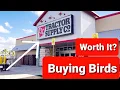 Are Tractor Supply Birds Worth Buying