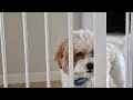 Carlson Extra Wide Walk Through Pet Gate Review