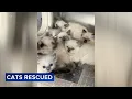 78 Ragdoll cats and kittens rescued by PSPCA from Lancaster County home