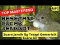 Download Lagu MASTERAN CUCAK JENGGOT BESET TAJAM + TERAPI GEMERICIK AIR #masteranburung #cucakjenggot