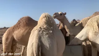 شيلة   البل عطايا الله    وحن ا أهلها   من أروع الشيلات عن البل دندنها