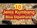 Download Lagu 10 Jenis Kumbang Tanduk Yang Bisa Dipelihara