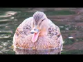 Lagu Female Duck Sounds Like Laughing Human